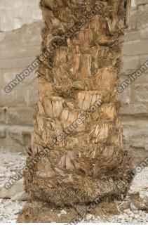 Photo Texture of Palm Bark 0002